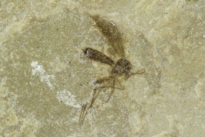 Fossil Fly (Diptera) - Green River Formation, Utah #111408